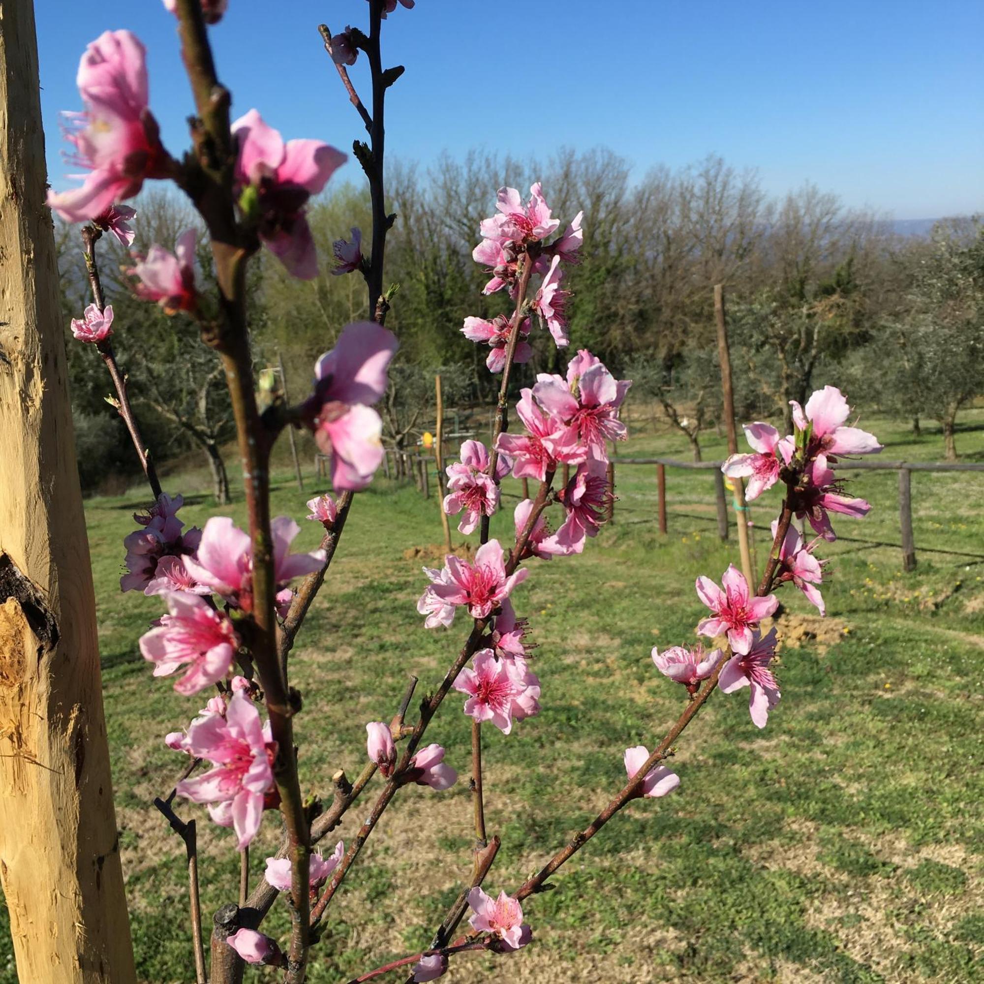 Agriturismo Podere Dell' Olmo أميليا المظهر الخارجي الصورة